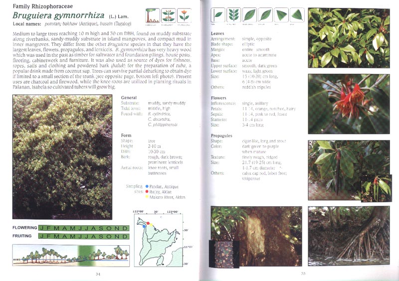 Handbook of Mangroves in the Philippines - Panay - aus dem Buch